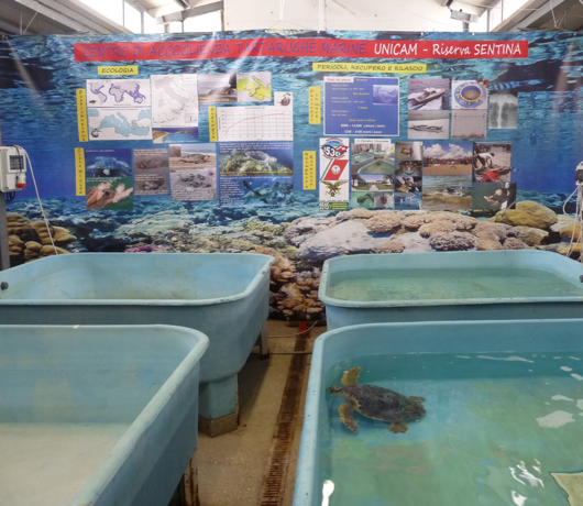 A group of blue tubs with water in it

Description automatically generated