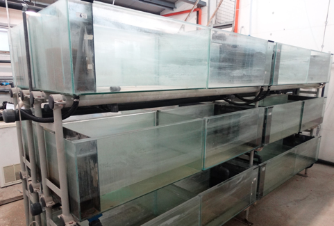 A large glass aquariums on a metal rack

Description automatically generated with medium confidence